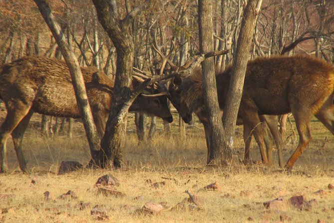 Ranthambore Same Day Experience - Participant Information