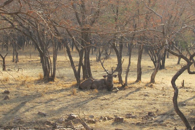 Ranthambore Same Day Experience - Ranthambore National Park Highlights