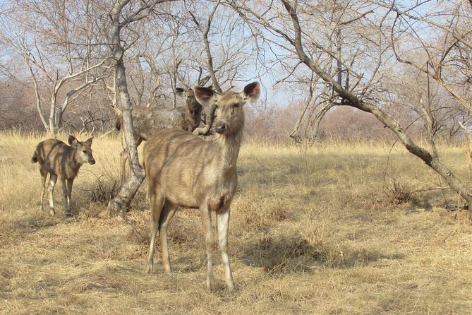 Ranthambore Same Day Experience - Safari Experience