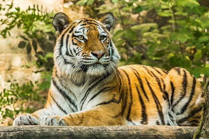 Ranthambore - Sharing Tiger Safari In Canter Or Gypsy Vehicle - The Value Proposition