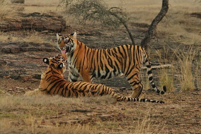 Ranthambore - Sharing Tiger Safari In Canter Or Gypsy Vehicle - Final Thoughts: Is It Worth It?