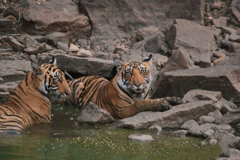 Ranthambore: Skip-the-Line Tiger Safari in Sharing Canter - Safari Experience and Highlights
