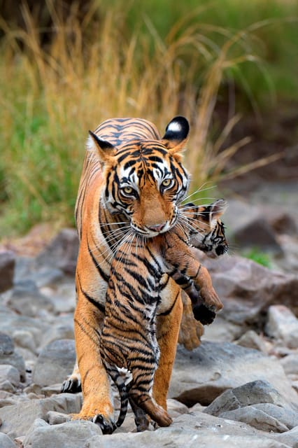 Ranthambore: Skip-the-Line Tiger Safari in Sharing Canter - Wildlife and Conservation