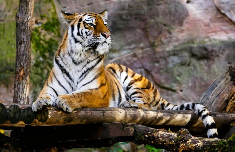 Ranthambore: Skip-the-Line Tiger Safari in Sharing Canter - Safari Timings