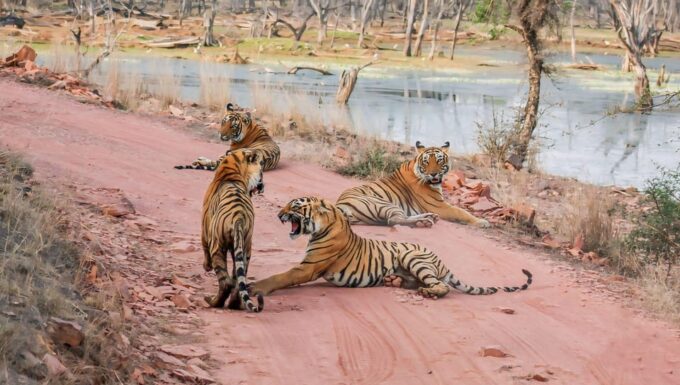Ranthambore: Skip-the-Line Tiger Safari in Sharing Canter - Customer Feedback
