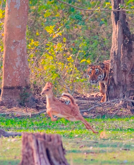 Ranthambore: Skip-the-Line Tiger Safari in Sharing Canter - Park History and Significance