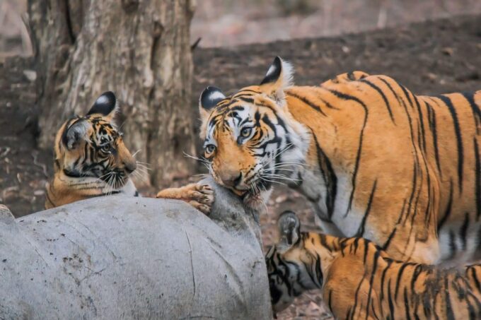 Ranthambore: Skip-the-Line Tiger Safari in Sharing Canter - Packing Essentials
