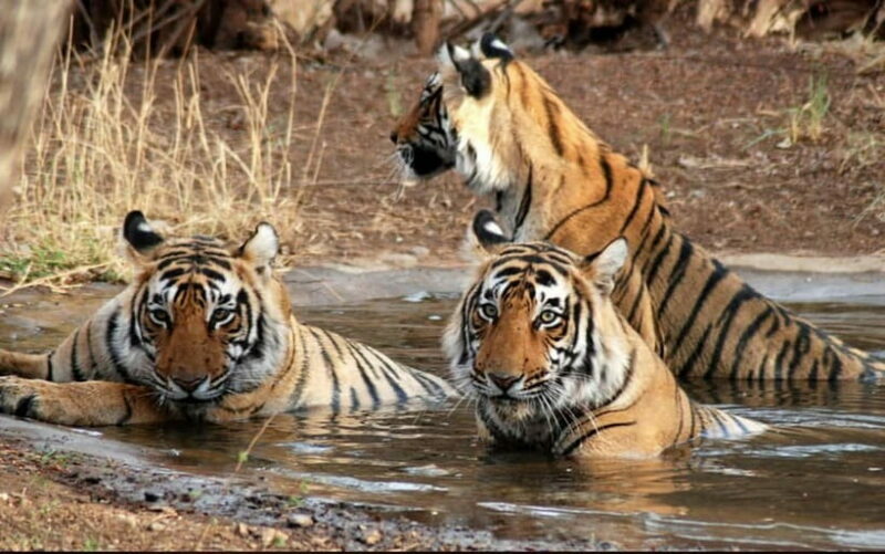 Ranthambore: Skip-the-Line Tiger Safari in Sharing Canter - Key Points