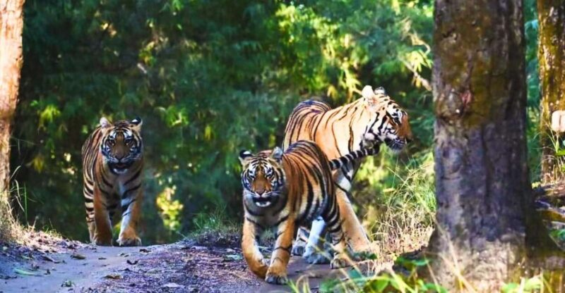 Ranthambore: Skip-the-Line Tiger Safari in Sharing Canter - Safari Experience and Highlights