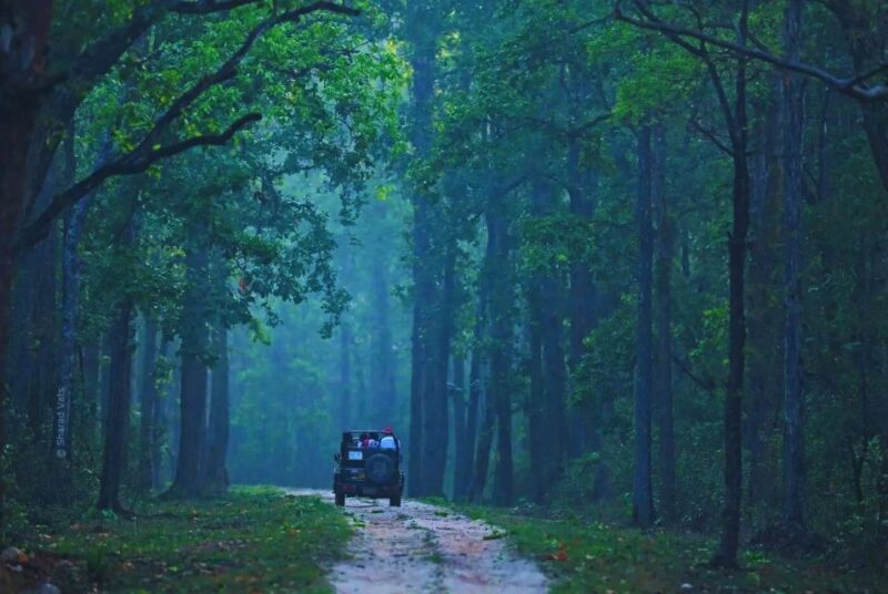 Ranthambore: Skip-the-Line Tiger Safari in Sharing Canter - Safari Timing and Best Seasons