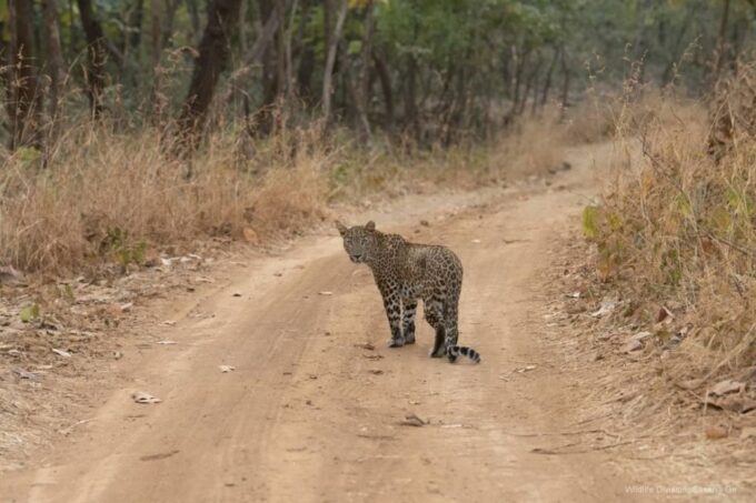Ranthambore: Skip-the-Line Tiger Safari in Sharing Canter - Additional Safari Options