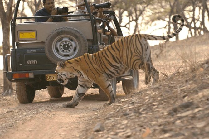 Ranthambore Tiger Reserve Day Trip From Jaipur All Inclusive - Meeting and Pickup