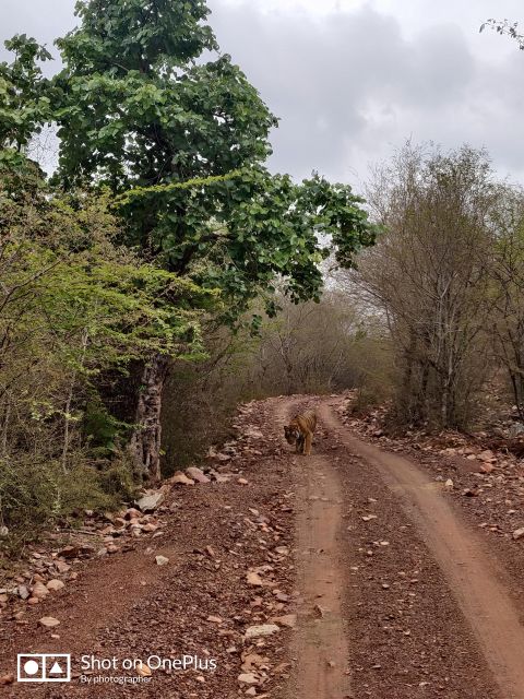 Ranthambore Tiger Safari Day Trip From Jaipur -All Inclusive - Safari Itinerary and Highlights