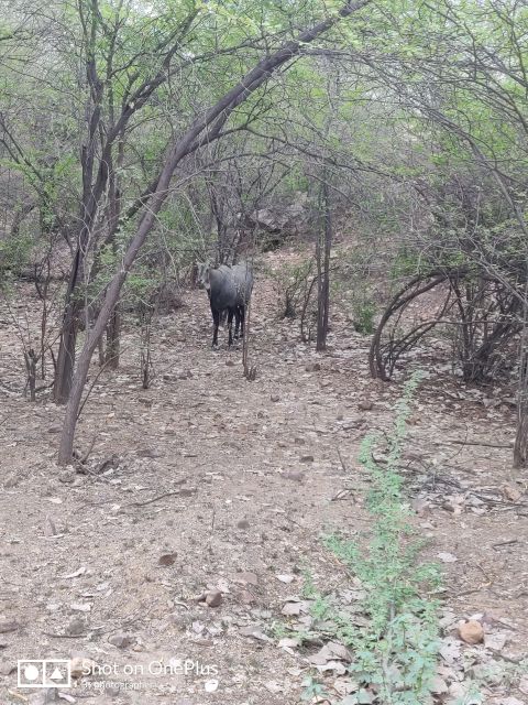 Ranthambore Tiger Safari Day Trip From Jaipur -All Inclusive - Wildlife Viewing Opportunities