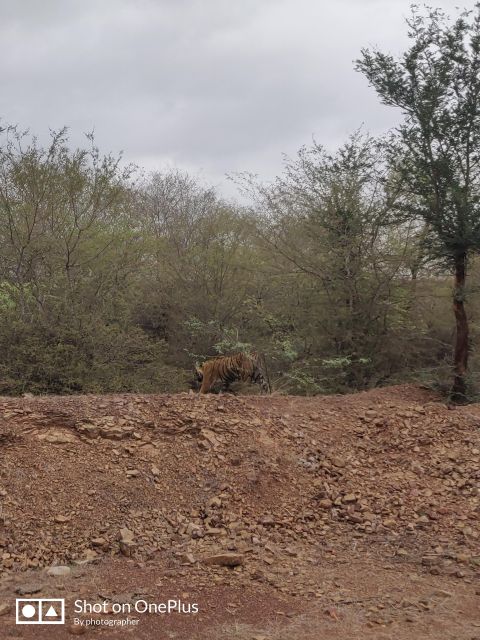 Ranthambore Tiger Safari Day Trip From Jaipur -All Inclusive - Recommended Attire and Accessibility