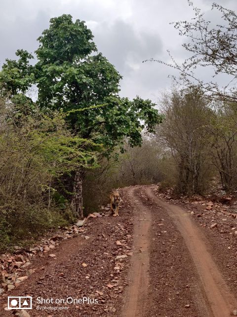 Ranthambore Tiger Safari Day Trip From Jaipur -All Inclusive - Customer Feedback and Ratings