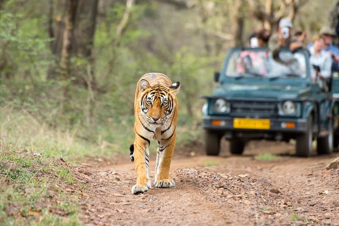 Ranthambore Tiger Safari Day Trip From Jaipur - All Inclusive - Safari Day Trip From Jaipur