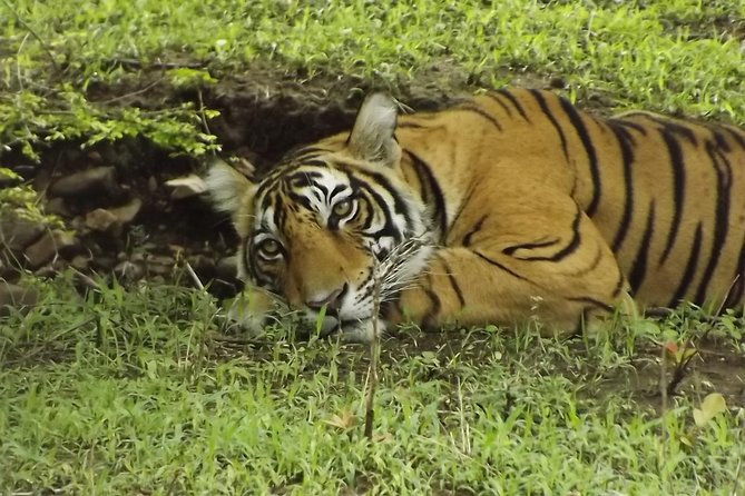 Ranthambore Tiger Safari Day Trip From Jaipur - All Inclusive - Pickup and Scheduling