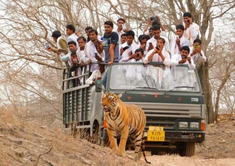 Ranthambore Tiger Safari in Open canter with Wildlife Guide - FAQs