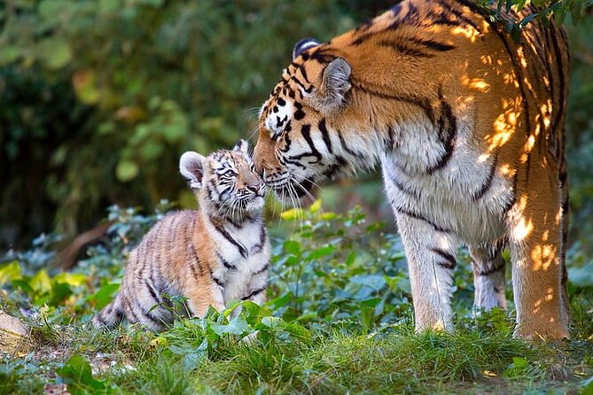 Ranthambore Tiger Safari Tour From Delhi With All Meals - Itinerary Highlights