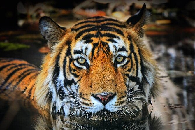 Ranthambore Tiger Safari Tour From Delhi With All Meals - Transportation Arrangements