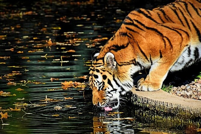 Ranthambore Tiger Safari Tour From Delhi With All Meals - Booking Information