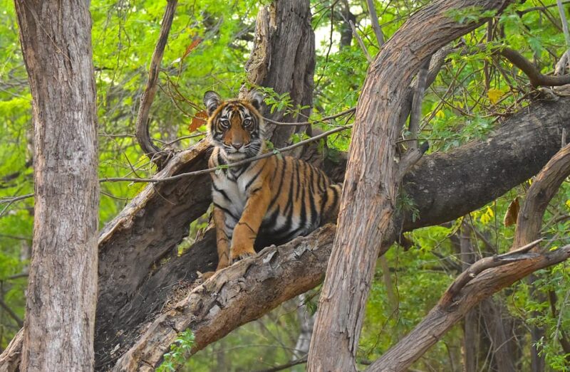 Ranthambore : Tiger Safari Tour in Canter - Ranthambore National Park