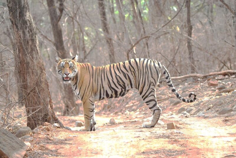 Ranthambore : Tiger Safari Tour in Canter - Inclusions and Duration