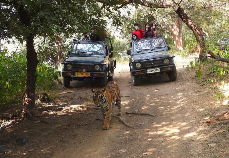 Ranthambore : Tiger Safari Tour in Canter - What to Bring