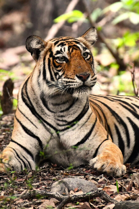 Ranthambore : Tiger Safari Tour in Canter - Safety Guidelines