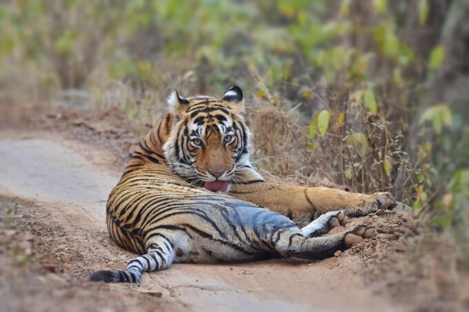 Ranthambore : Tiger Safari Tour in Canter - Frequently Asked Questions