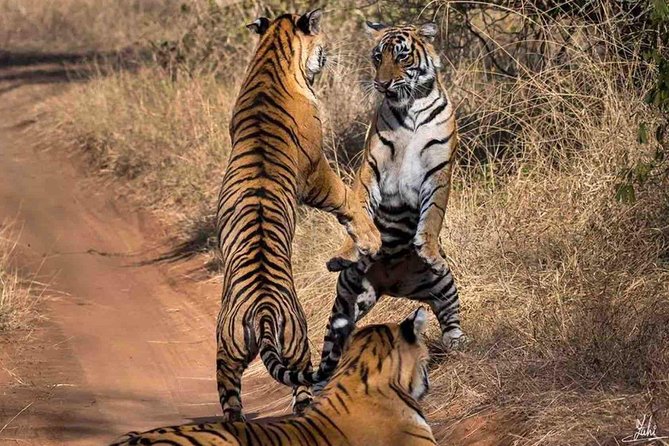 Ranthambore Wildlife Safari Tour From Jaipur Including Transfers - Tour Overview