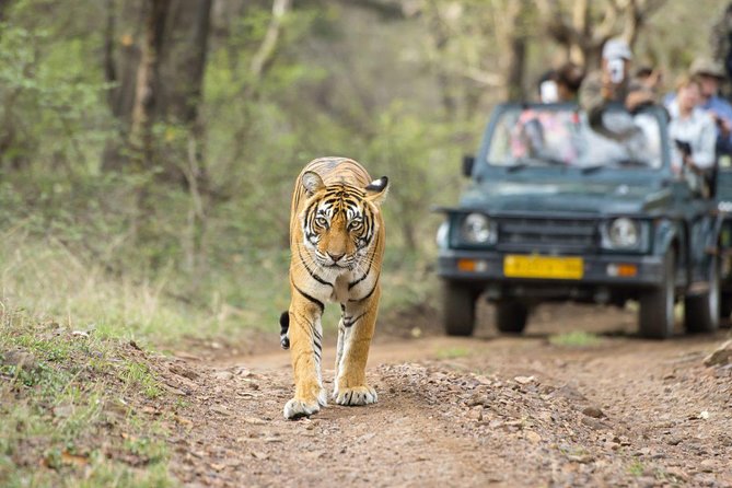 Ranthambore Wildlife Safari Tour From Jaipur Including Transfers - Tour Overview