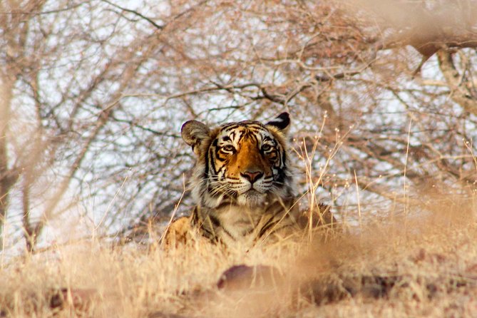 Ranthambore Wildlife Safari Tour From Jaipur Including Transfers - Important Information