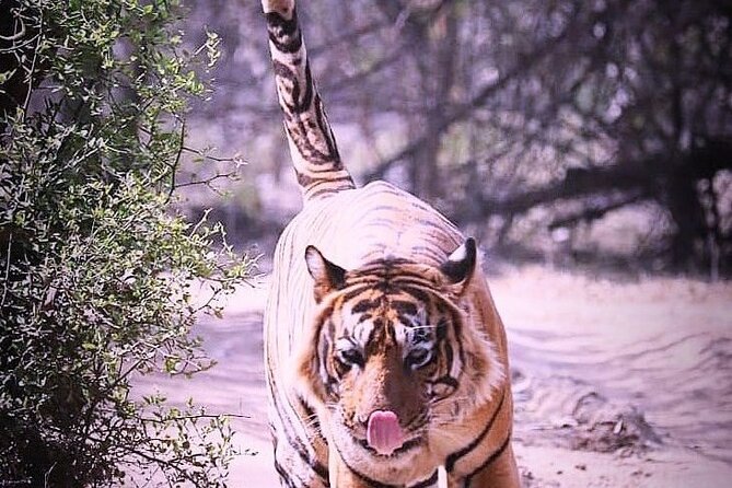 Ranthambore Wildlife Safari With Tickets & Transfer Options - Safari Options