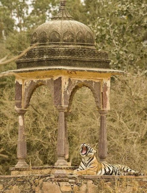 Ranthambore Wildlife (Tiger Safari)Full Day Tour From Jaipur - Key Points