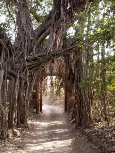 Ranthambore Wildlife (Tiger Safari)Full Day Tour From Jaipur - Pickup and Transportation