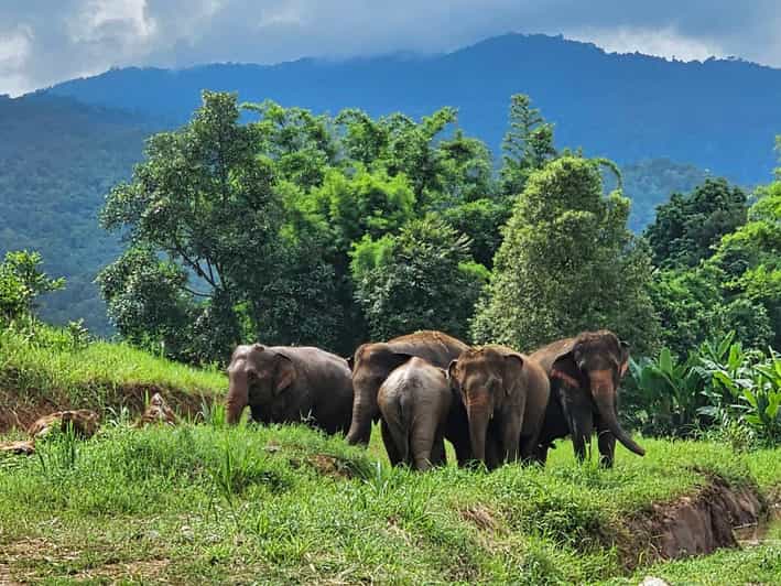 Rantong Elephant Sanctuary, Chiang Mai - Experiences at the Sanctuary
