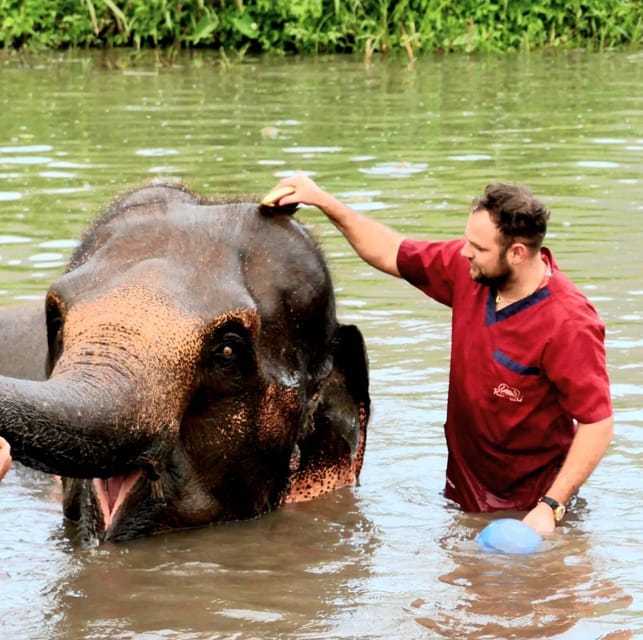 Rantong Elephant Sanctuary, Chiang Mai - Rescued Elephant Residents