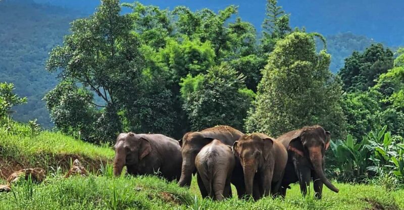 Rantong Elephant Sanctuary, Chiang Mai - Feeding the Elephants