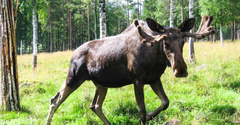 Ranua Wildlife Park Day: Visit the Arctic Animals - Activity Overview