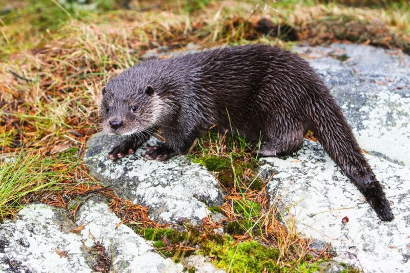 Ranua Wildlife Park Day: Visit the Arctic Animals - Pricing and Packages