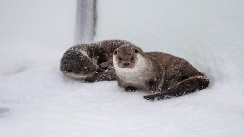 Ranua Wildlife Park Day: Visit the Arctic Animals - Shopping and Dining