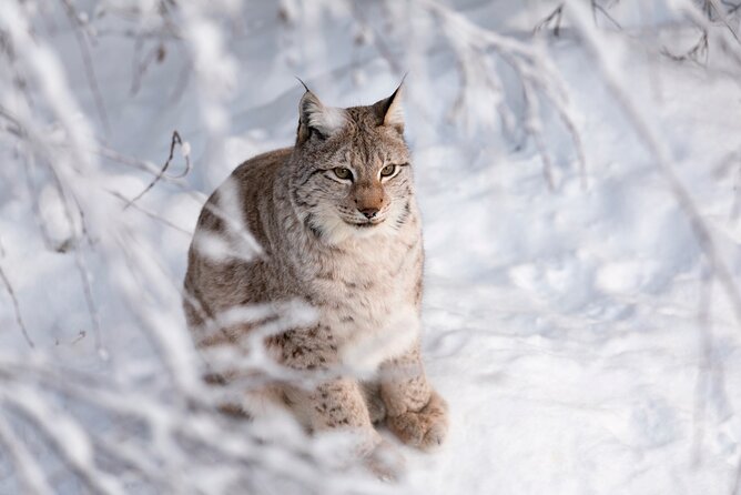 Ranua Wildlife Park Day : Visit the Arctic Animals! - Tour Experience and Logistics