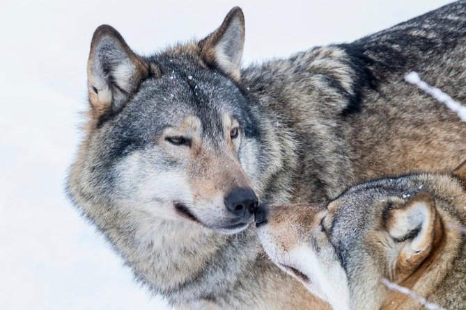 Ranua Wildlife Park Day : Visit the Arctic Animals! - Accessibility and Inclusivity