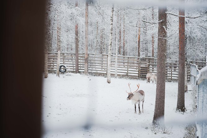 Ranua Wildlife Park Day : Visit the Arctic Animals! - Visitor Reviews and Ratings