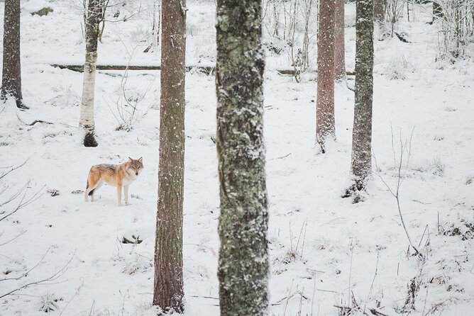 Ranua Wildlife Park Day : Visit the Arctic Animals! - Getting to Ranua Wildlife Park
