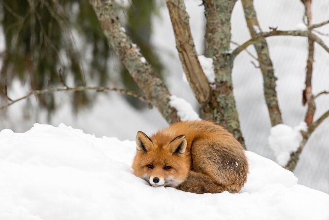 Ranua Wildlife Park Day : Visit the Arctic Animals! - Booking and Cancellation Policies