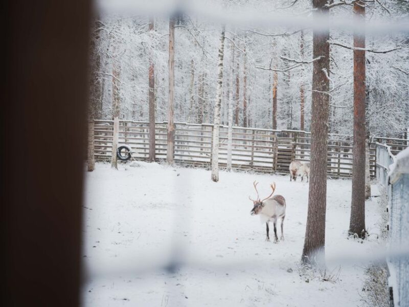 Ranua Wildlife Park Day: Visit the Arctic Animals - Guided Tour of Arctic Species