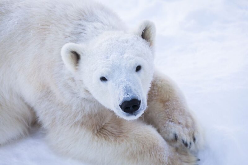 Ranua Wildlife Park Day: Visit the Arctic Animals - Walking Through the Snowy Forest
